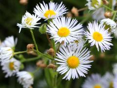 (Annual Fleabane)