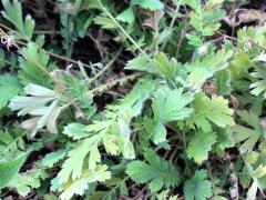 (Prairie Smoke)