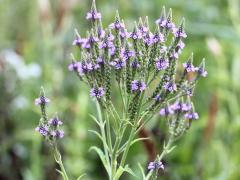 (Blue Vervain)