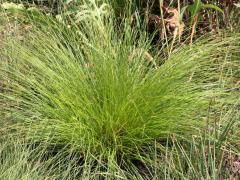 (Prairie Dropseed)