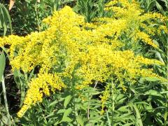 (Tall Goldenrod)