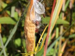 (Whorled Milkweed) fruit