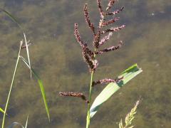 (Barnyard Grass)