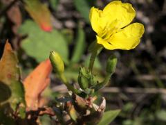 (Common Evening Primrose)