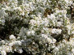 (Heath Aster)