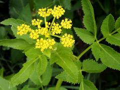 (Golden Alexanders)