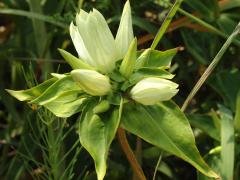 (Cream Gentian)