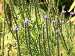 (Hoary Vervain)