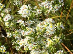 (Heath Aster)