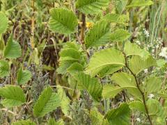 (Siberian Elm)