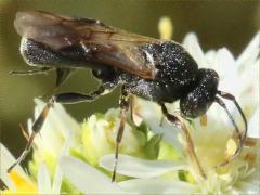 Braconid Wasp female on Heath Aster