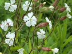 (White Campion)