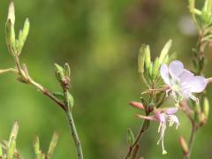 (Biennial Gaura) plant