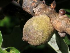 Oak Rough Bulletgall Wasp gall on Swamp White Oak