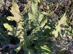 Prairie Dock hybrid on Compass Plant