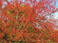 (Crab Apple)