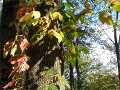 Poison Ivy on Virginia Creeper