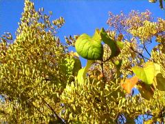 (Japanese Tree Lilac)