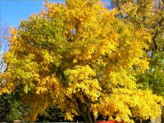 (White Mulberry)