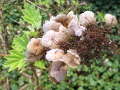 (Oakleaf Hydrangea)