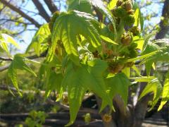 (American Sweetgum)