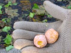 (Ginkgo Biloba) seeds