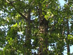 (Ginkgo Biloba) trees