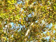 (American Sycamore)