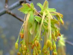 (Box Elder) catkins