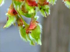 (American Elm) fruit