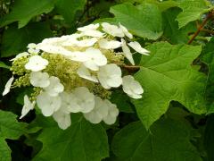 (Oakleaf Hydrangea)