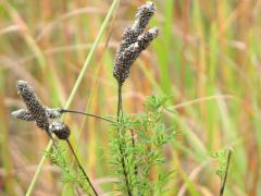 (Purple Prairie Clover) fruit