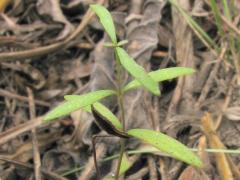 (Purple Coneflower) seedling