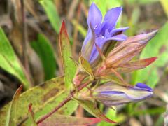 (Downy Gentian)