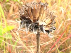 (Downy Sunflower) fruit