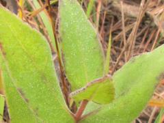 (Downy Sunflower) leaves