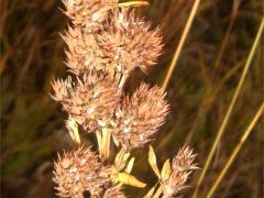 (Round-Headed Bush Clover)