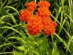 (Butterfly Milkweed)