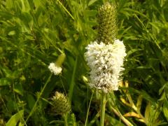 (White Prairie Clover)