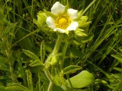 (Prairie Cinquefoil)