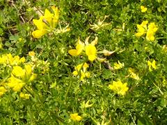 (Bird's-foot Trefoil)