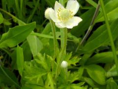 (Thimbleweed)