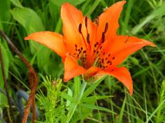 (Prairie Lily)