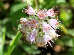 (Virginia Waterleaf)