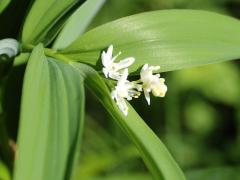 (Starry Solomon's Seal)