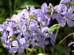 (Woodland Phlox)