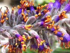 (Lead Plant) flowers