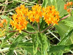 (Butterfly Milkweed)