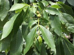 (Shagbark Hickory)