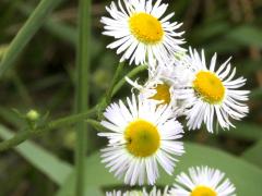 (Annual Fleabane)